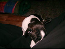 IMG 0037.JPG