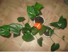 �������� baby