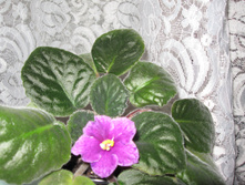 IMG 4498.JPG