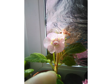 ��������� ���������