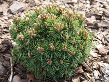 ����� mugo Pigglemee 10-15cm C3-Co-3I-20,44.JPG