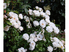 Blanche Cascade-8,77.jpg