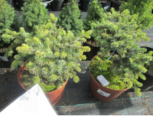 ��� ��������� ������ 1000