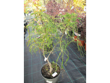 ������ �����.���������1600