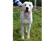 ������ ������