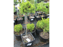 ��� ��.������ 1800