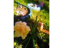 IMG 20150731 153004.jpg