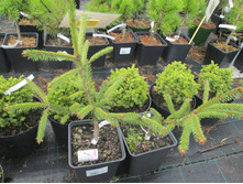 �.�� ������������ 1900