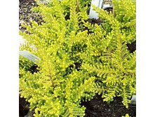Calluna Cottswood Gold �0,5-1,61