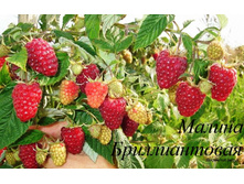 ������ �������������-130�.jpg