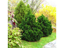 ����������� obtusa Nana Gracilis 15-20cm C3-18,49.jpg