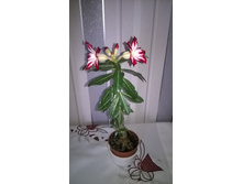 WP 20150928 14 46 41 Pro.jpg