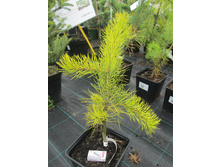 ����� ���������� ���� ����� 1600