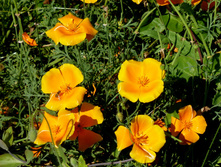 P1050366.JPG