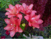 IMG 20150802 202400.jpg