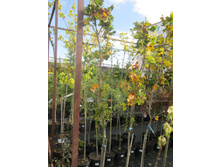 ���� ��������2900