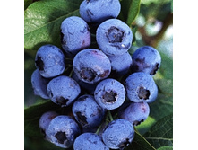 �������� �����-216