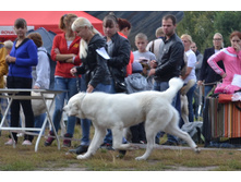 ������ ������