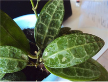 Hoya elliptica ���� ���������- ������ �������� ��������