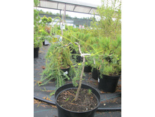 �����. ��������� 1200