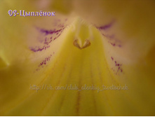 DS-���̣���