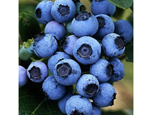 �������� �������-164