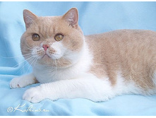 ������ �����,����� �������� �������)