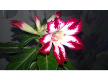 WP 20150926 11 45 53 Pro.jpg