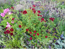 IMG 20150624 173355.jpg