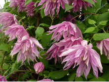 �������� ���� �����-229