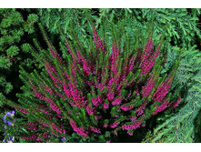 ����� Birch Glow-2,76