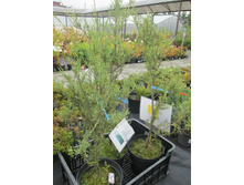 ����. ����������� 450