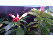 WP 20150925 19 35 21 Pro.jpg