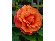 For You with love-10,80