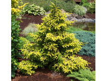 ��� orientalis Skylands 30-40cm Co-5 l-37,52..jpg