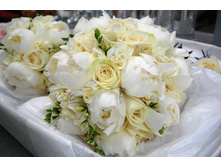 Avalanche Rose 8,77.jpg