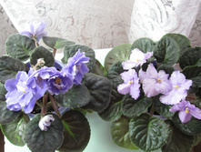 IMG 4503.JPG