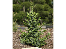 ��� omorika De Ruyter 30-40cm Co-5-32,48.jpg