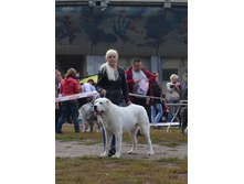 ������ ������