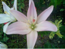 IMG 20150802 202445.jpg