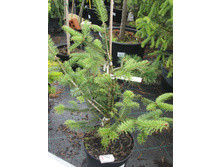 ����� �������������� ��������