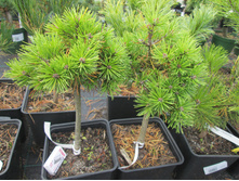 � ����.������ �����1800