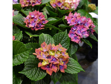 ��������� ����� ���������-168