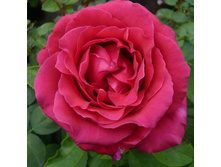 Lalande De Pomerol 9,26.jpg