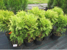 � ������500