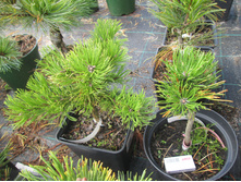 �.�.�����1200-�����-����r950