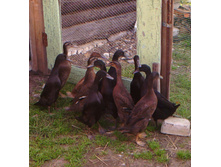 ��������� �������, �������� 2015