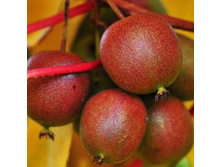 ��������� ������ ������ (����. ���)-179