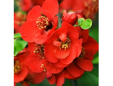 ���� �������-138