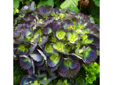 ��������� �������-207�